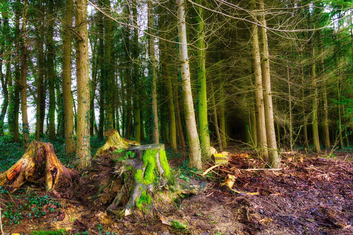 Filleigh Forest 1 Photo - DSC05447- Photographer Martin Fisher- Picture The Image