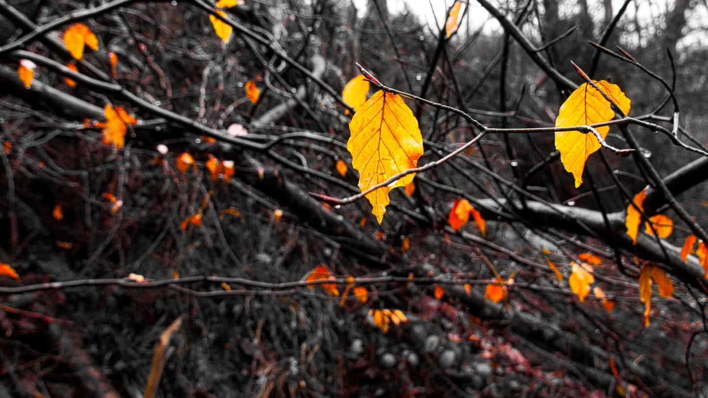 Golden Leaves 1 Photo - DSC05334- Photographer Martin Fisher- Picture The Image