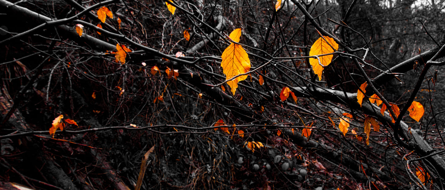 Golden Leaves 2 Photo - DSC05343- Photographer Martin Fisher- Picture The Image