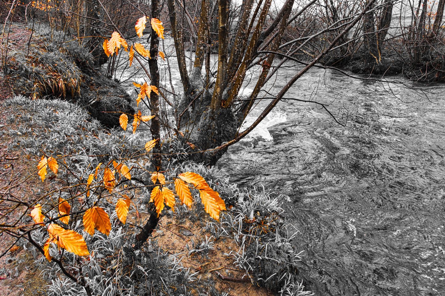 Golden Leaves by River 1 Photo - DSC05309- Photographer Martin Fisher- Picture The Image