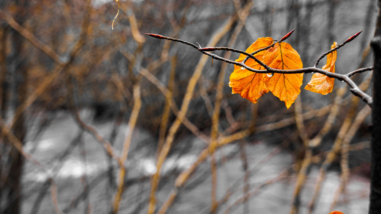 Golden Leaves by River 2 Photo - DSC05331- Photographer Martin Fisher- Picture The Image
