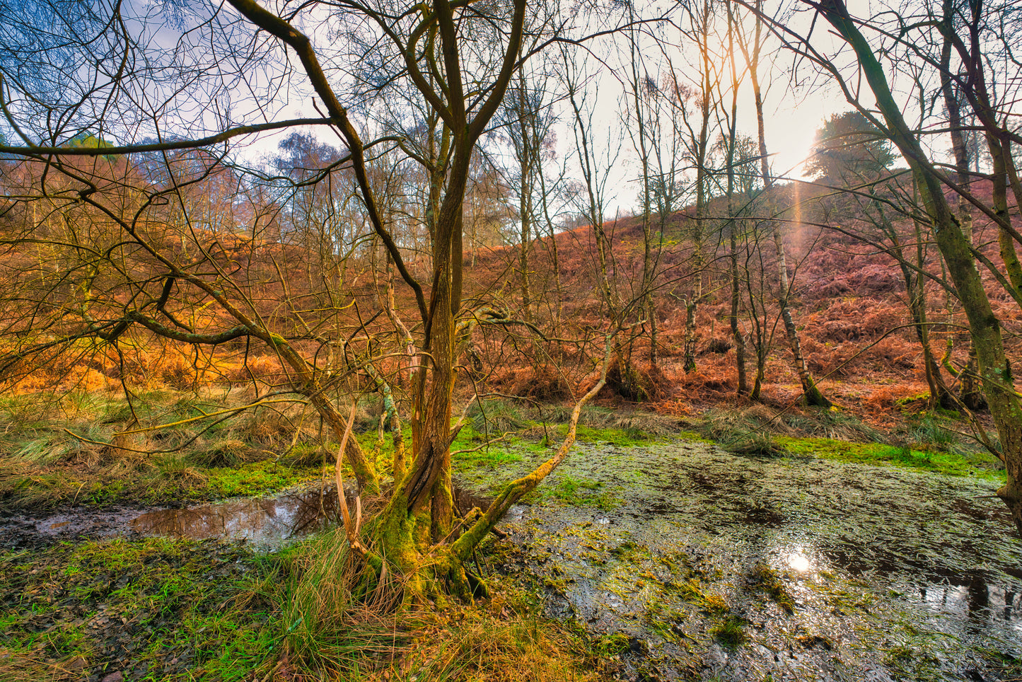 Milford Common - Cannock Chase Photo 5 - DSC05804- Photographer Martin Fisher- Picture The Image