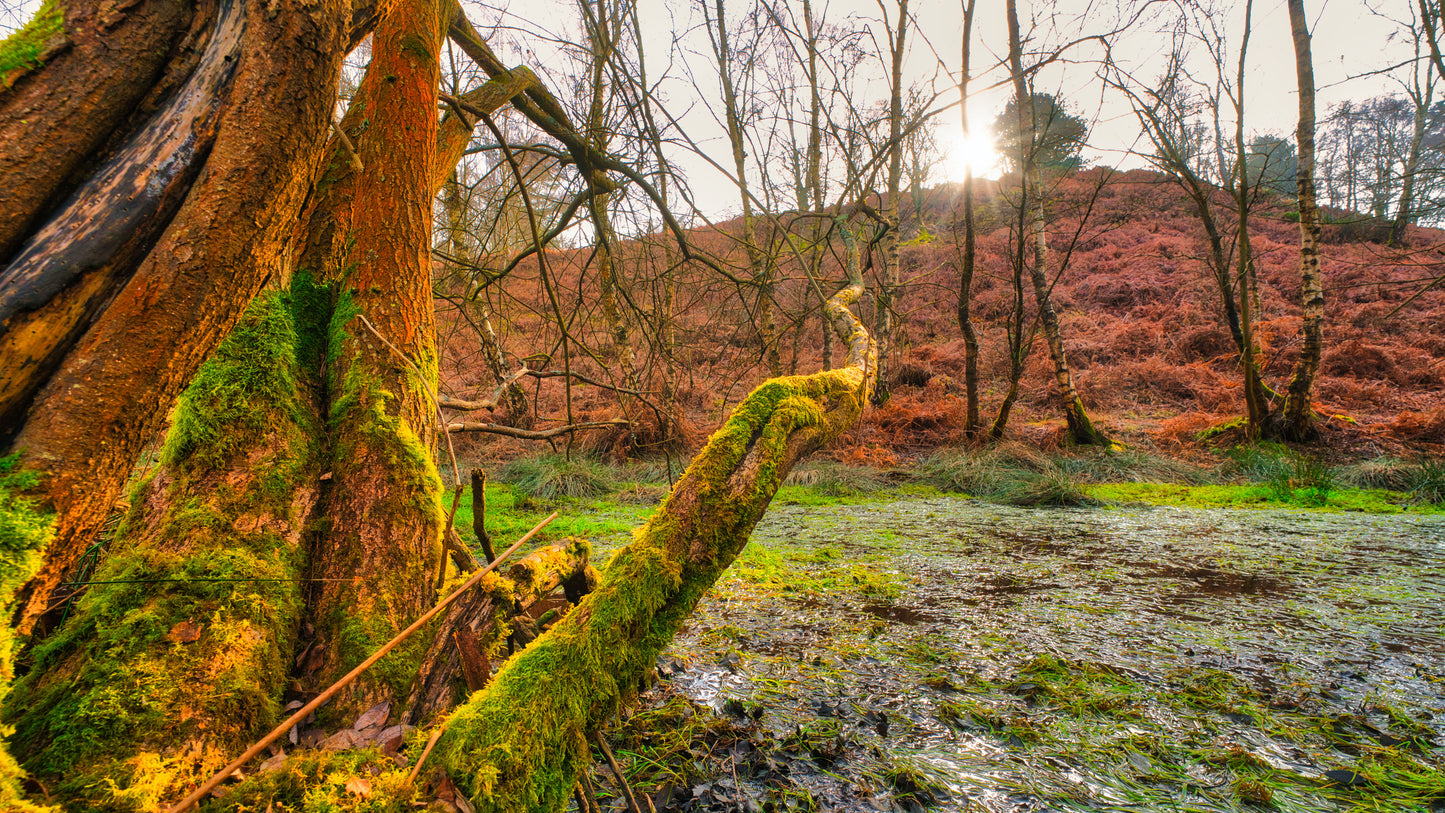 Milford Common - Cannock Chase Photo 6 - DSC05817- Photographer Martin Fisher- Picture The Image