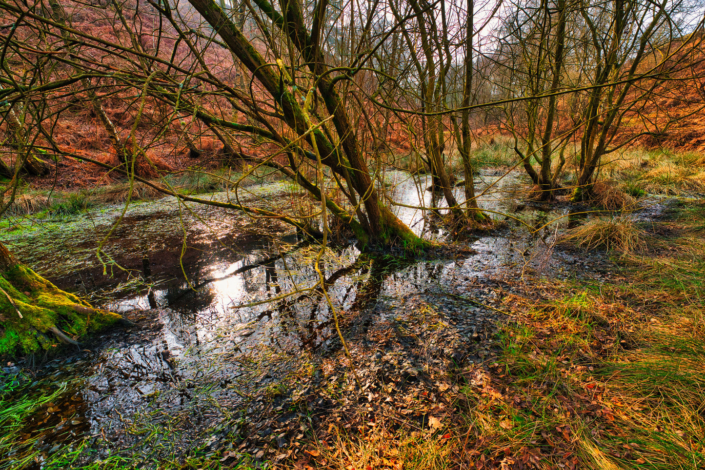 Milford Common - Cannock Chase Photo 7 - DSC05824- Photographer Martin Fisher- Picture The Image