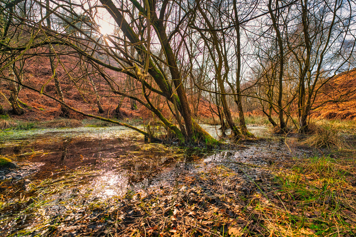 Milford Common - Cannock Chase Photo 9 - DSC05833- Photographer Martin Fisher- Picture The Image