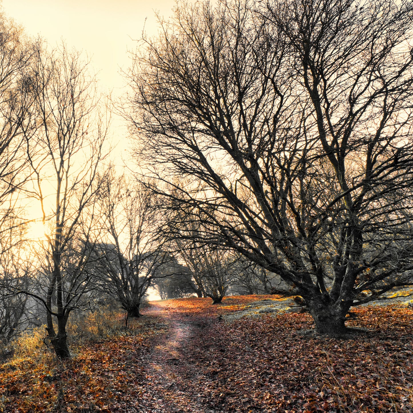 Milford Common 1 - Cannock Chase Photo - DSC05768- Photographer Martin Fisher- Picture The Image
