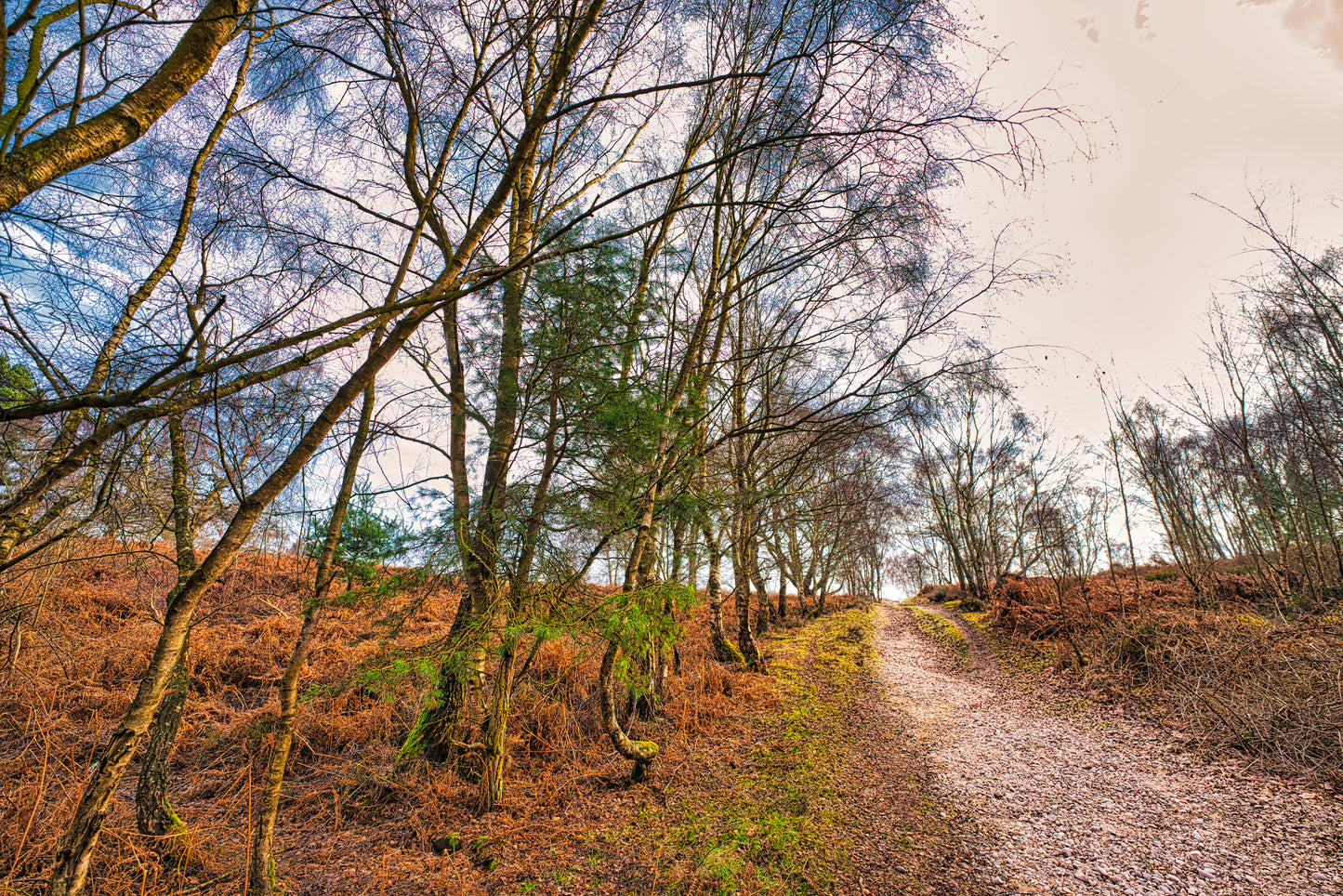 Milford Common 10 - Cannock Chase Photo - DSC05846- Photographer Martin Fisher- Picture The Image