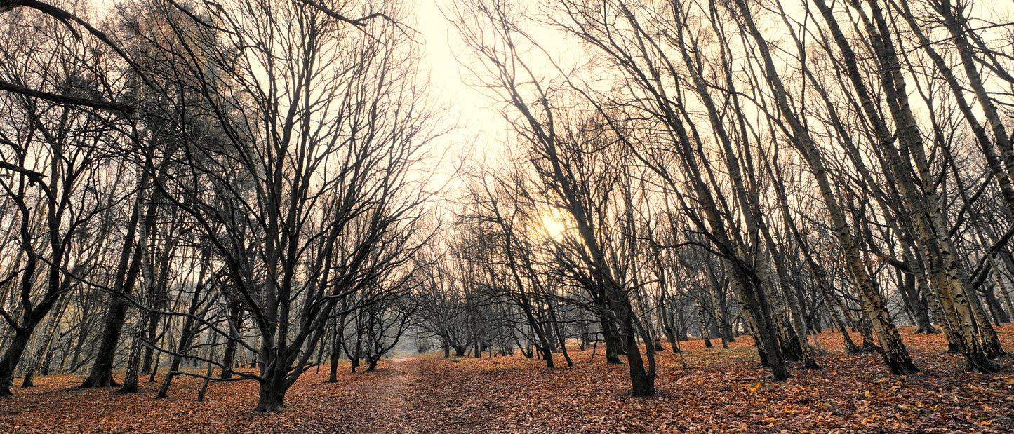 Milford Common 13 - Cannock Chase Photo - DSC05760- Photographer Martin Fisher- Picture The Image