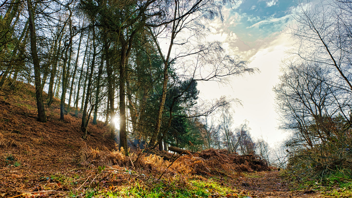 Milford Common 2 - Cannock Chase Photo - DSC05773- Photographer Martin Fisher- Picture The Image