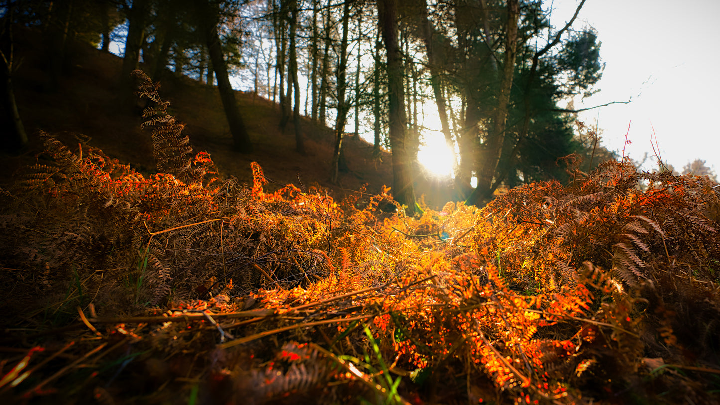 Milford Common 3 - Cannock Chase Photo - DSC05777- Photographer Martin Fisher- Picture The Image