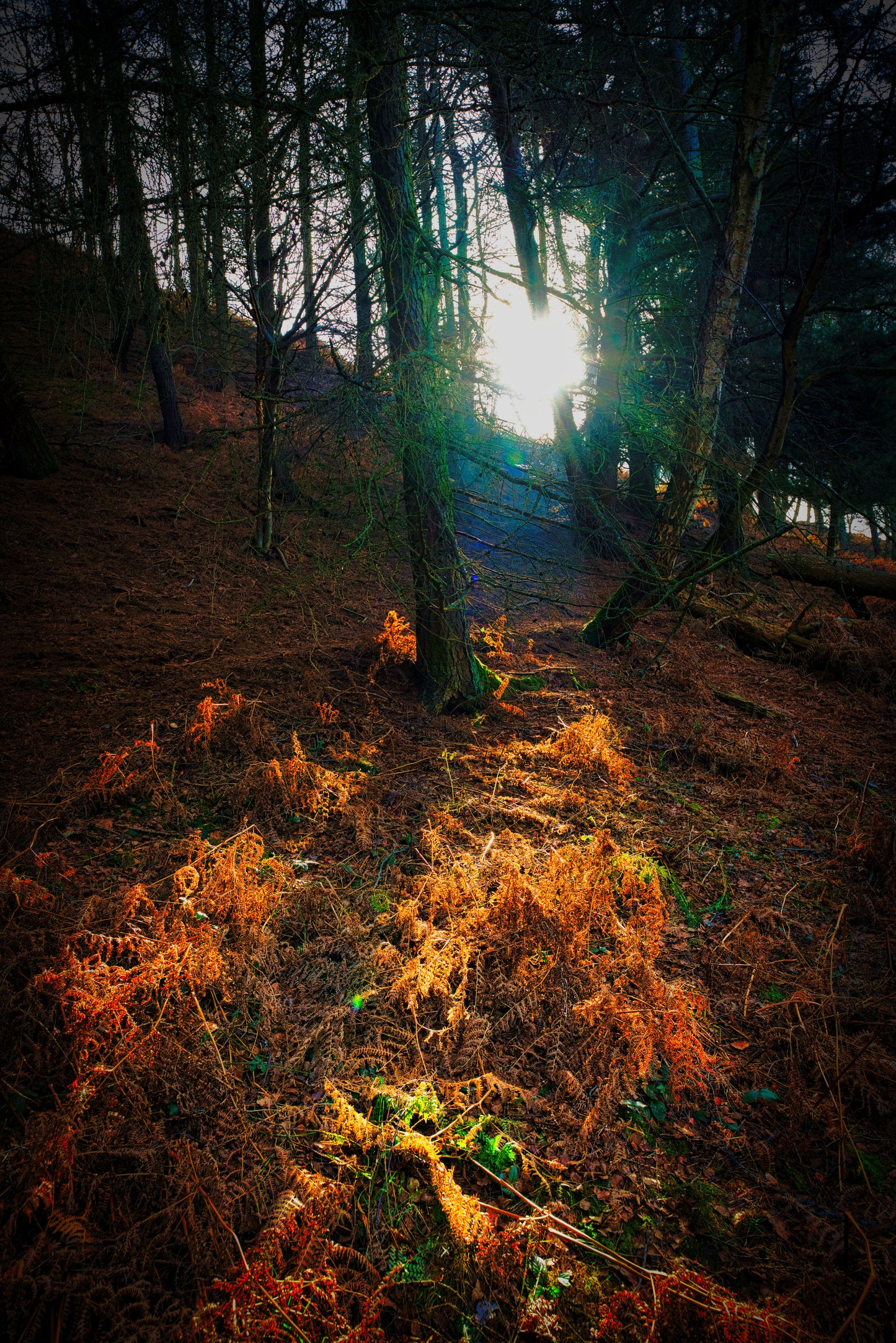Milford Common 4 - Cannock Chase Photo - DSC05781- Photographer Martin Fisher- Picture The Image