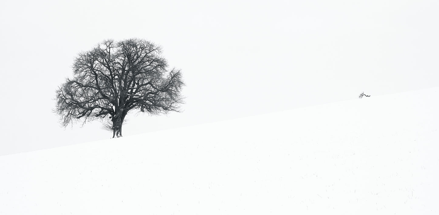 Almost Whiteout - Photo - Photographer Darron Matthews