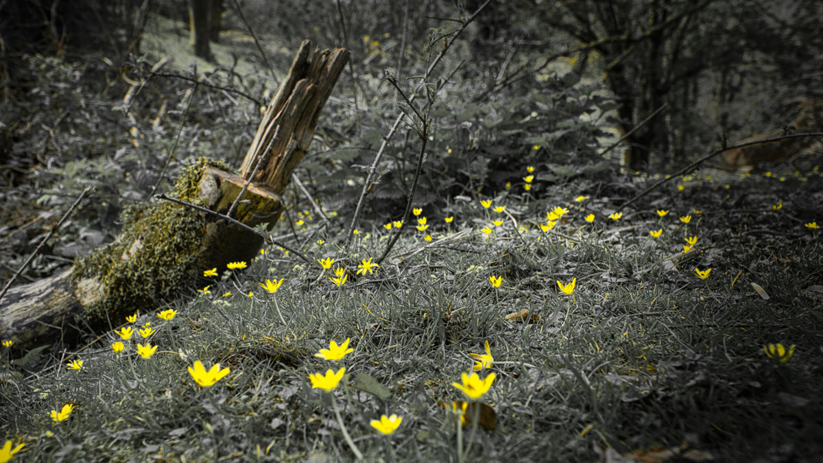 Buttercup Glory - Photo - Photographer Martin Fisher