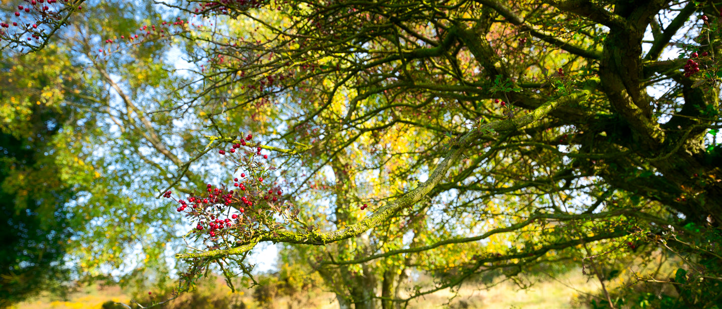 Cannock Chase - Berries 1 - DSC03867 - Photo - Photographer Martin Fisher