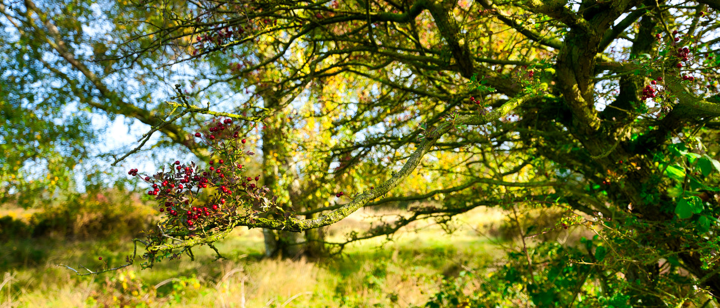 Cannock Chase - Berries 2 - DSC03869 - Photo - Photographer Martin Fisher