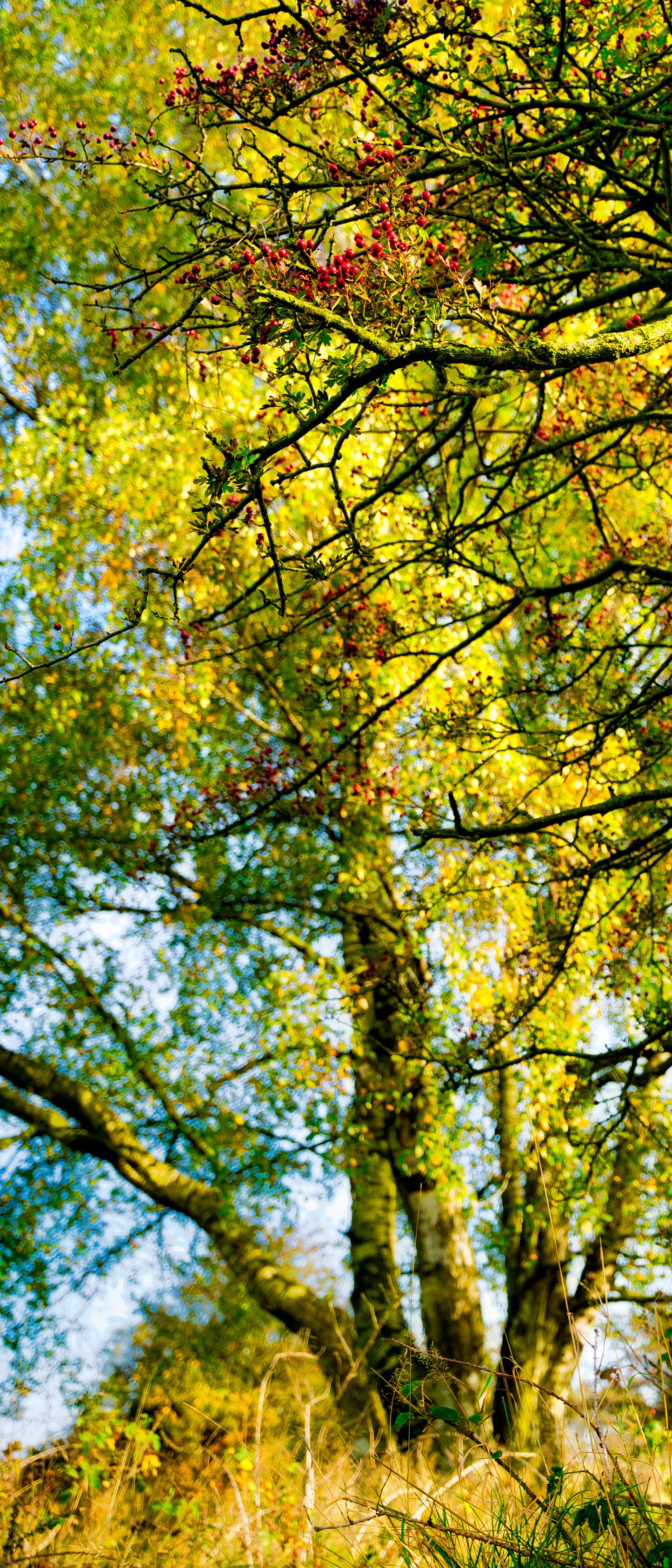 Cannock Chase - Berries 3 - DSC03870 - Photo - Photographer Martin Fisher