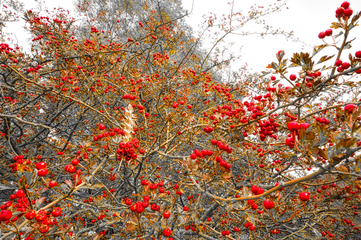 Cannock Chase - Berries 5 - DSC03929 - Photo - Photographer Martin Fisher