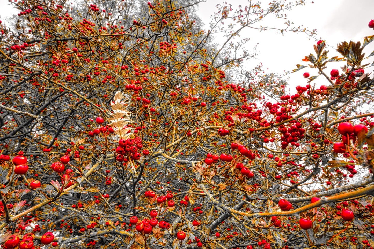 Cannock Chase - Berries 6 - DSC03930 - Photo - Photographer Martin Fisher