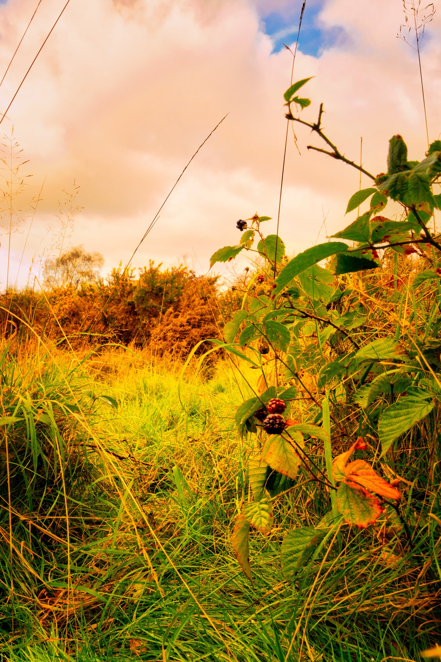 Cannock Chase - Berries 7 - DSC03946 - Photo - Photographer Martin Fisher