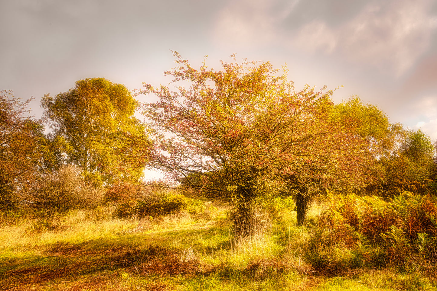 Cannock Chase - Berries 8 - DSC03924 - Photo - Photographer Martin Fisher