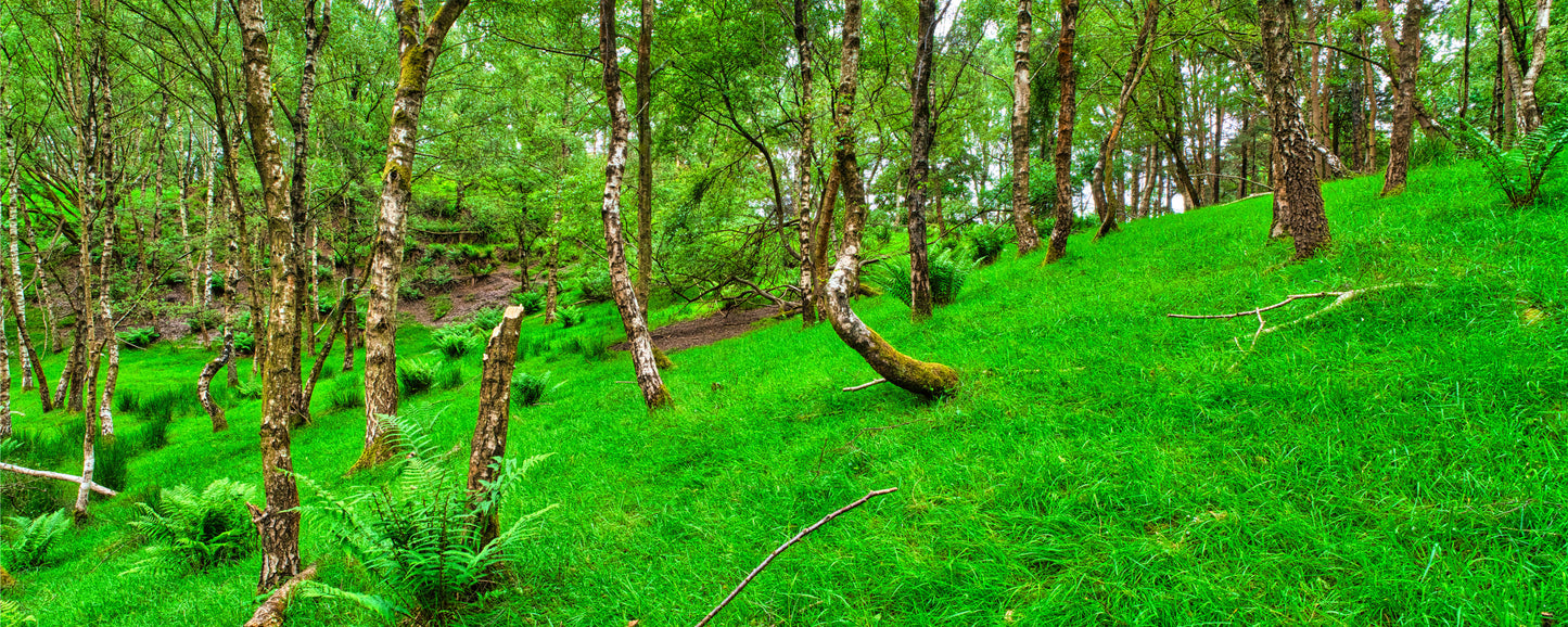 Chase Road Forest - Cannock Chase - Photo - Photographer Martin Fisher