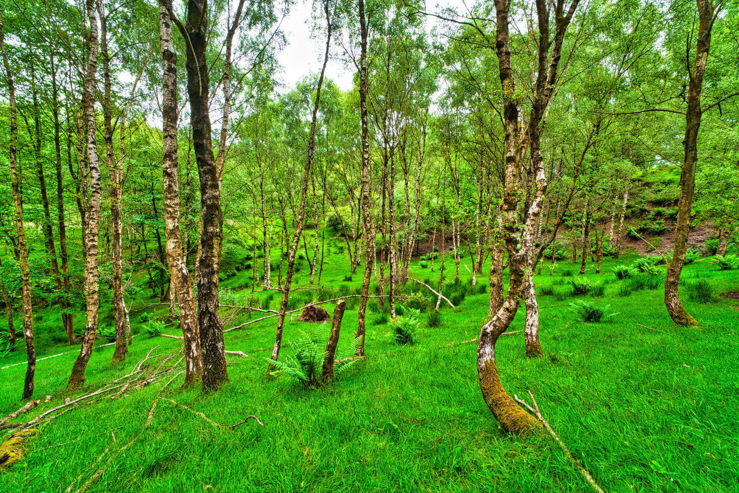 Chase Road Forest - Cannock Chase 2 - Photo - Photographer Martin Fisher