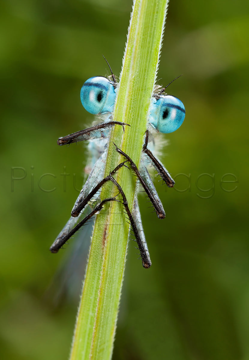 Common Blue Damselfly - Photo - Photographer Darron Matthews