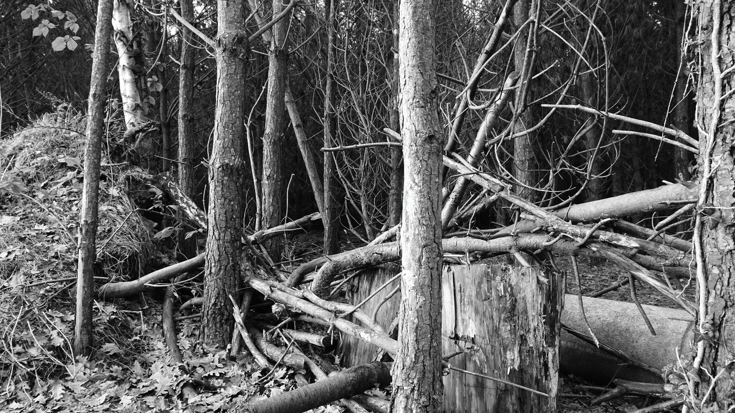 DSC00596 Just Twigs - Photo - Photographer Martin Fisher