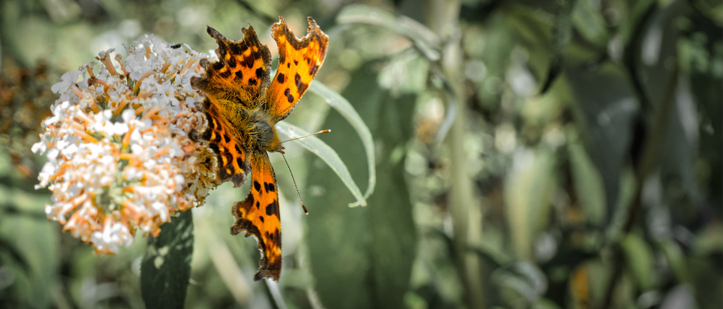 Painted Lady Butterfly 1 - DSC02998 - Photo - Photographer Martin Fisher