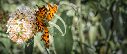 Painted Lady Butterfly 1 - DSC02998 - Photo - Photographer Martin Fisher