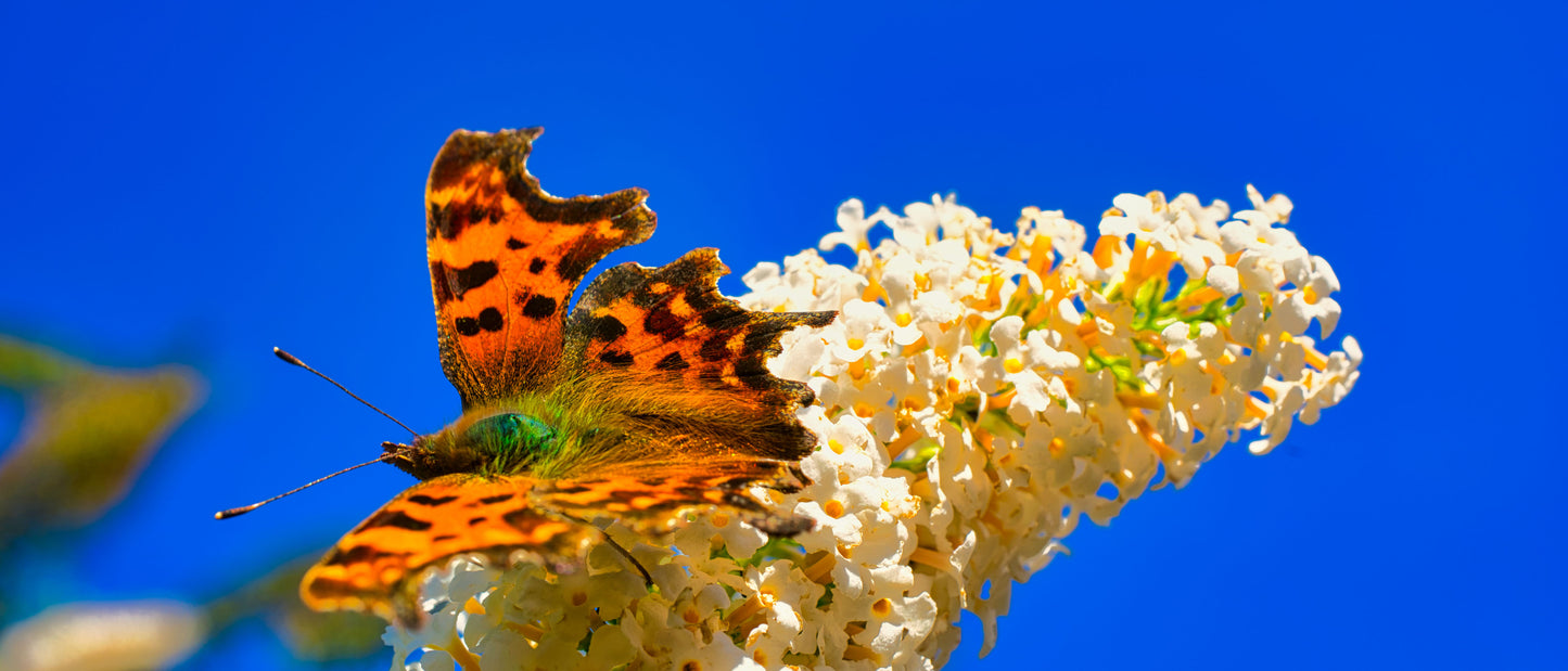 Painted Lady Butterfly 2 - DSC03213 - Photo - Photographer Martin Fisher