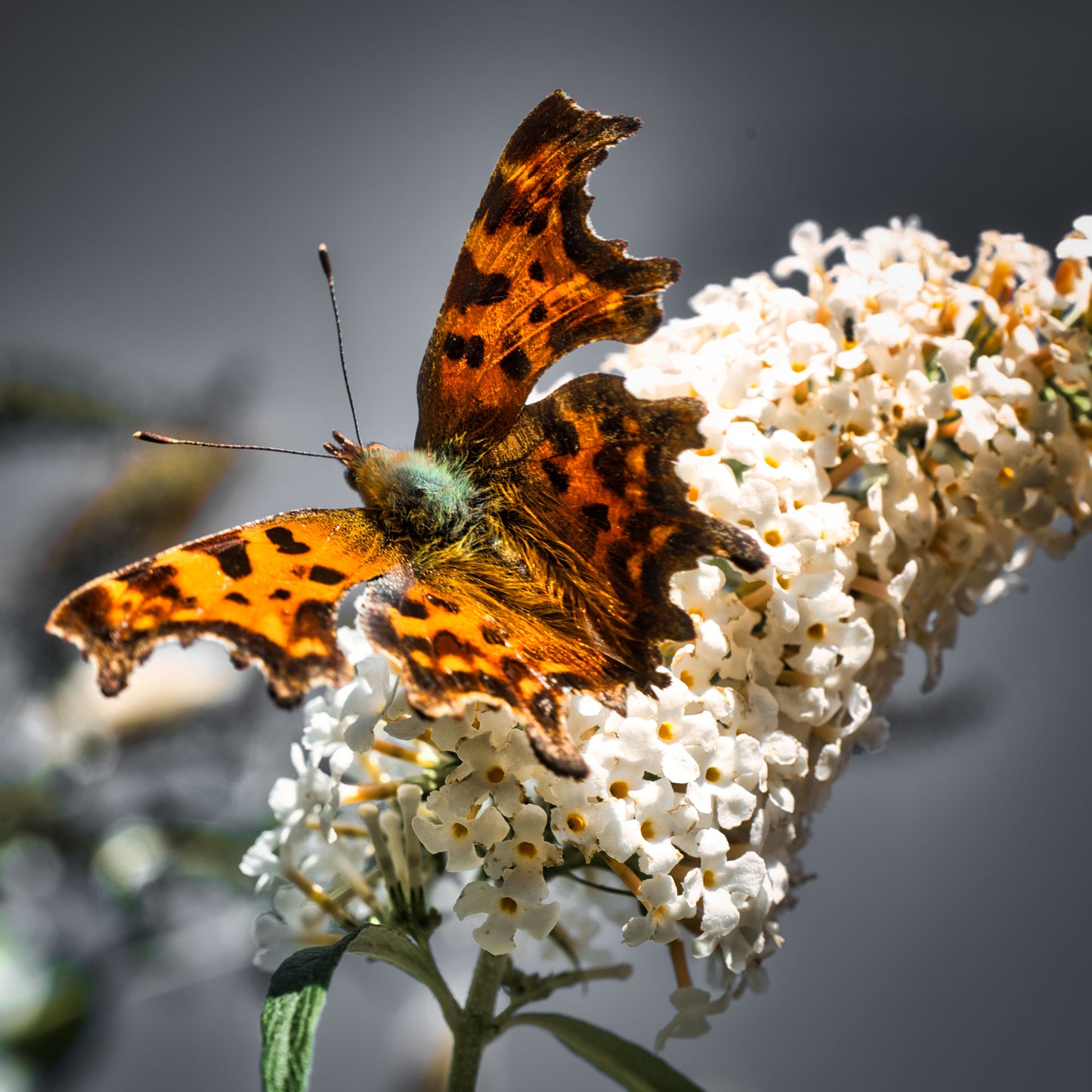 Painted Lady Butterfly 3 - DSC03218 - Photo - Photographer Martin Fisher