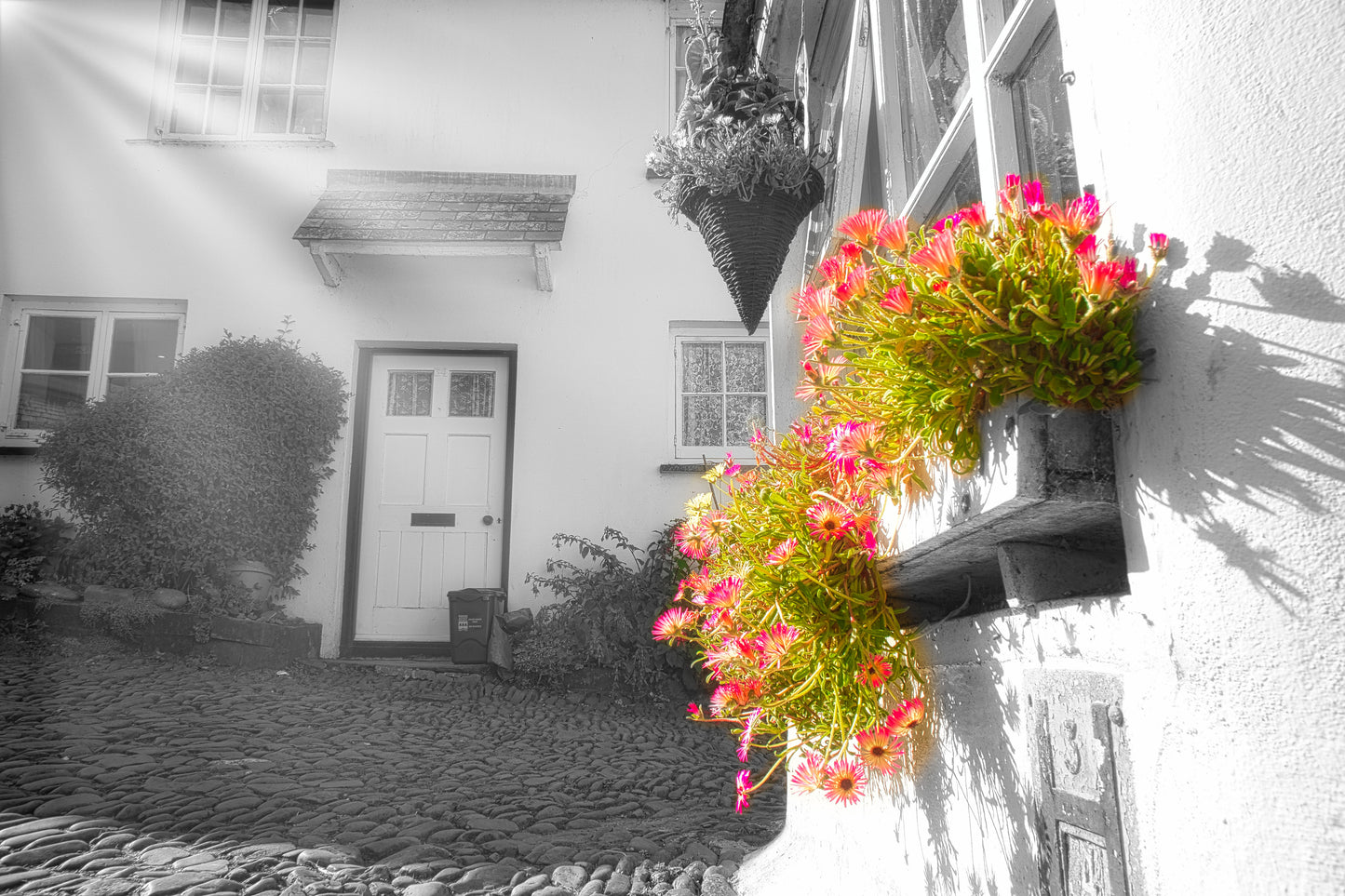 DSC07153 Window Flowers - Photo - Photographer Martin Fisher