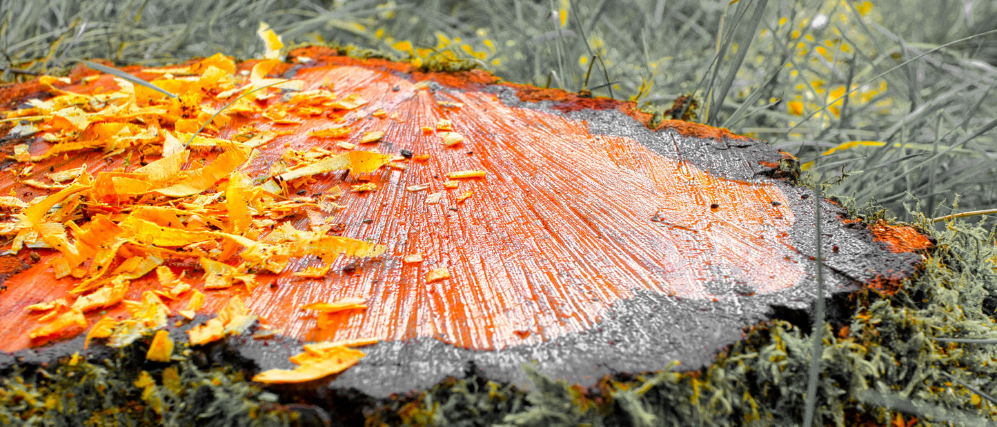 Cut To The Ground - DSC09900 - Photo - Photographer Martin Fisher