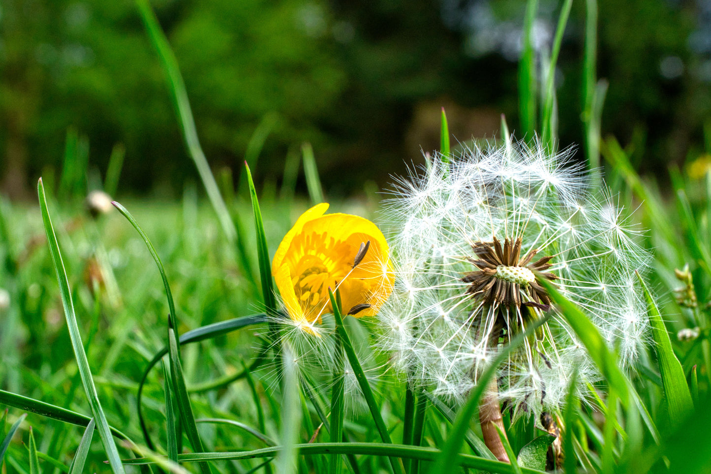 Fairy and the Buttercup - DSC09912 - Photo - Photographer Martin Fisher