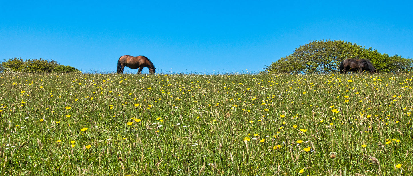 Daisy and the Horse - DSC08078 - Photo - Photographer Martin Fisher