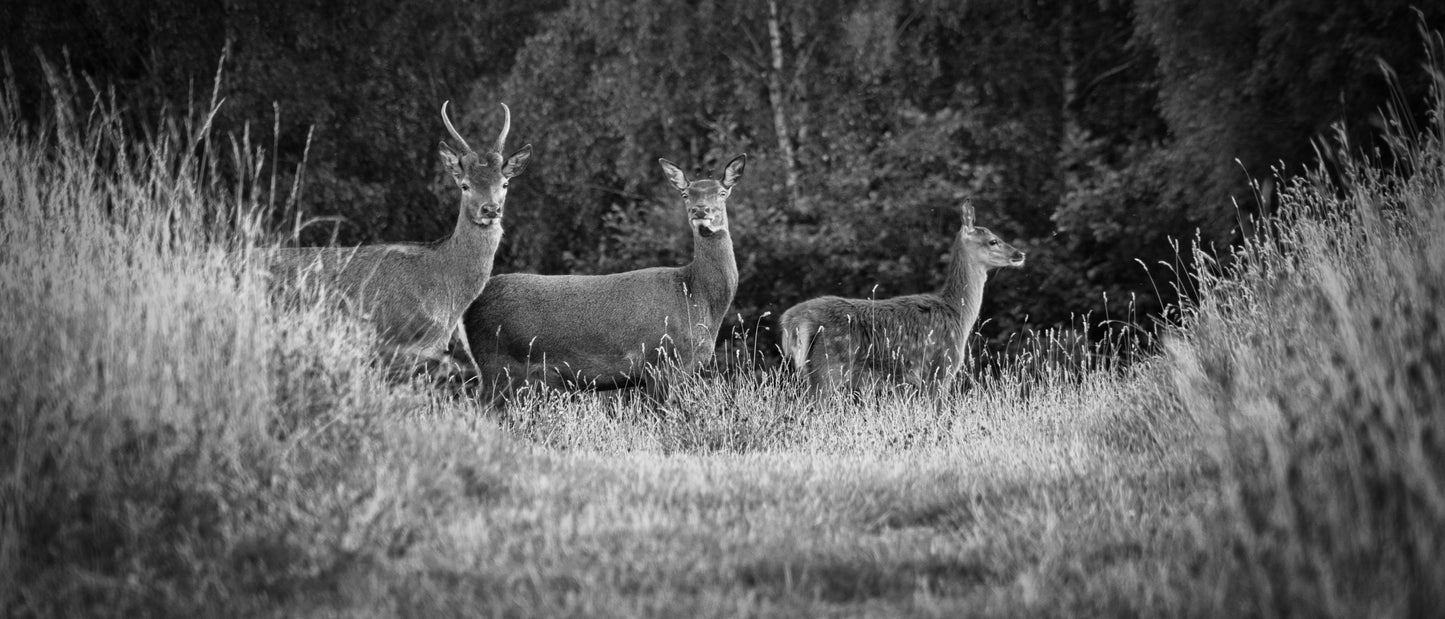Deer On Norton Canes Field B&W - Photo - Photographer Martin Fisher