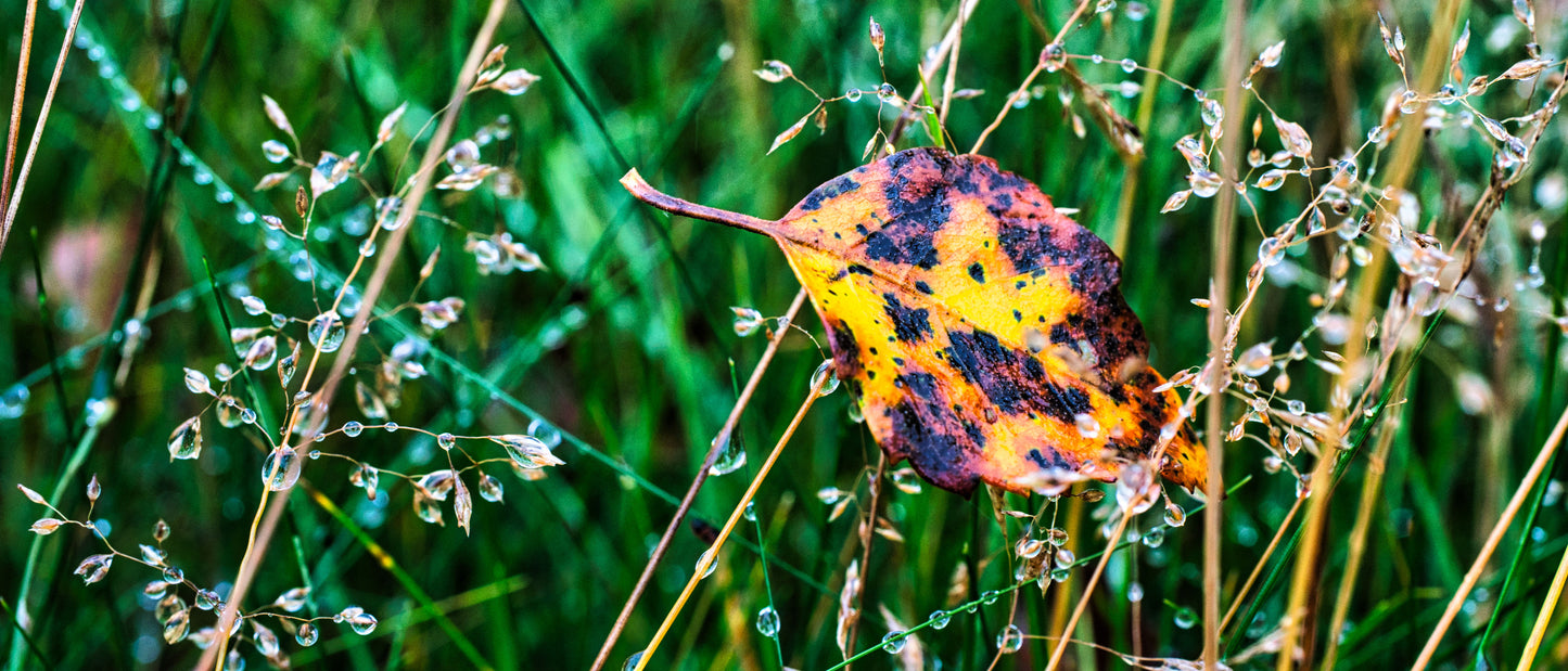 Droplets and the Leaf - DSC03991 - Photo - Photographer Martin Fisher