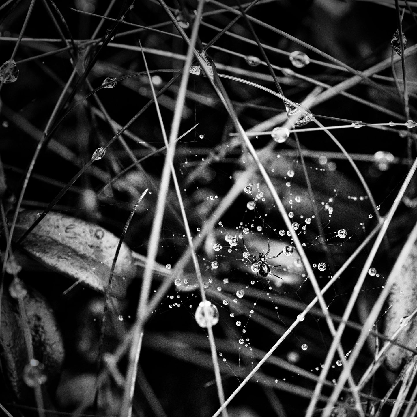 Droplets and the Spider - DSC04018 - Photo - Photographer Martin Fisher