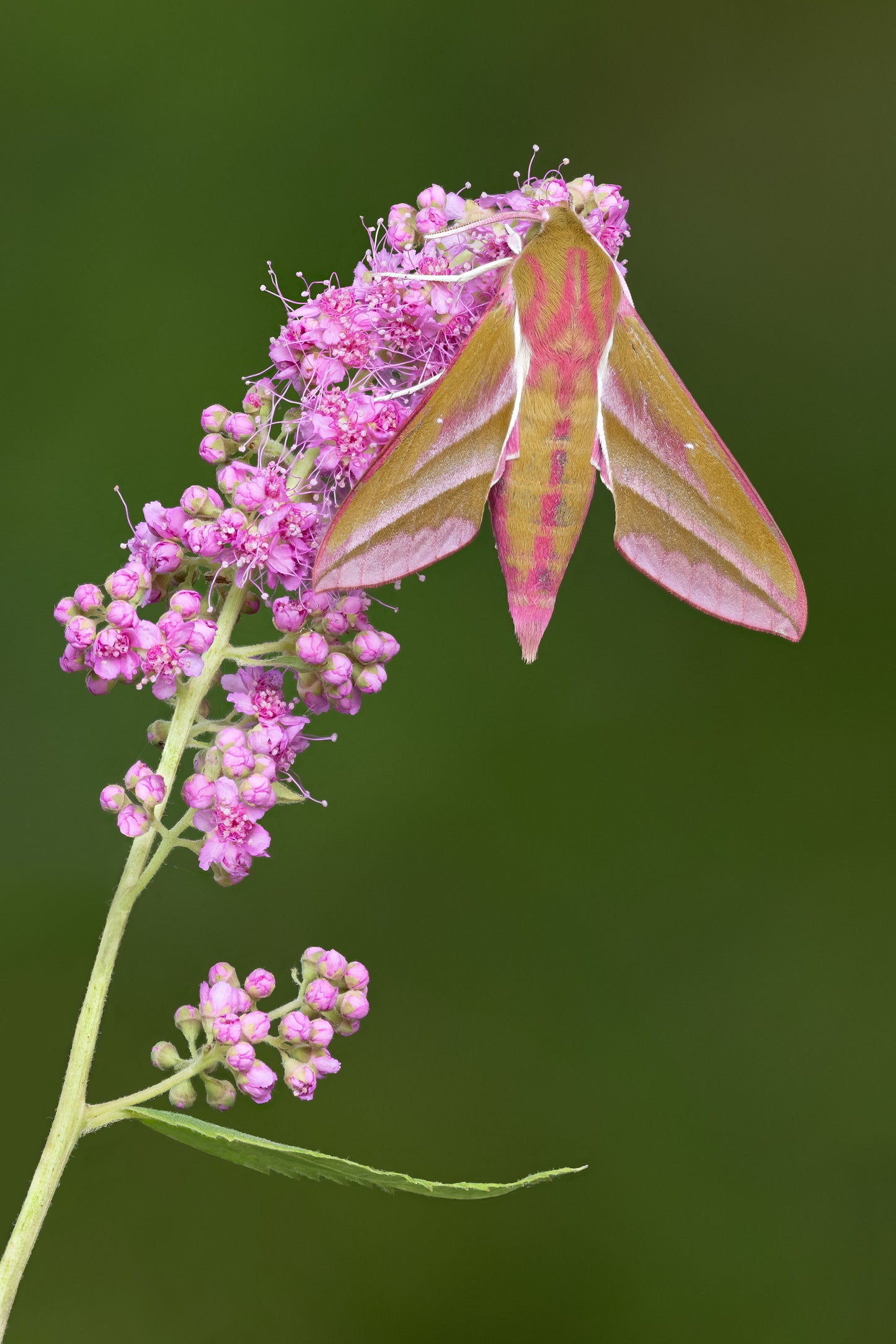 Elephant Hawk Moth Ratto - Photo - Photographer Darron Matthews