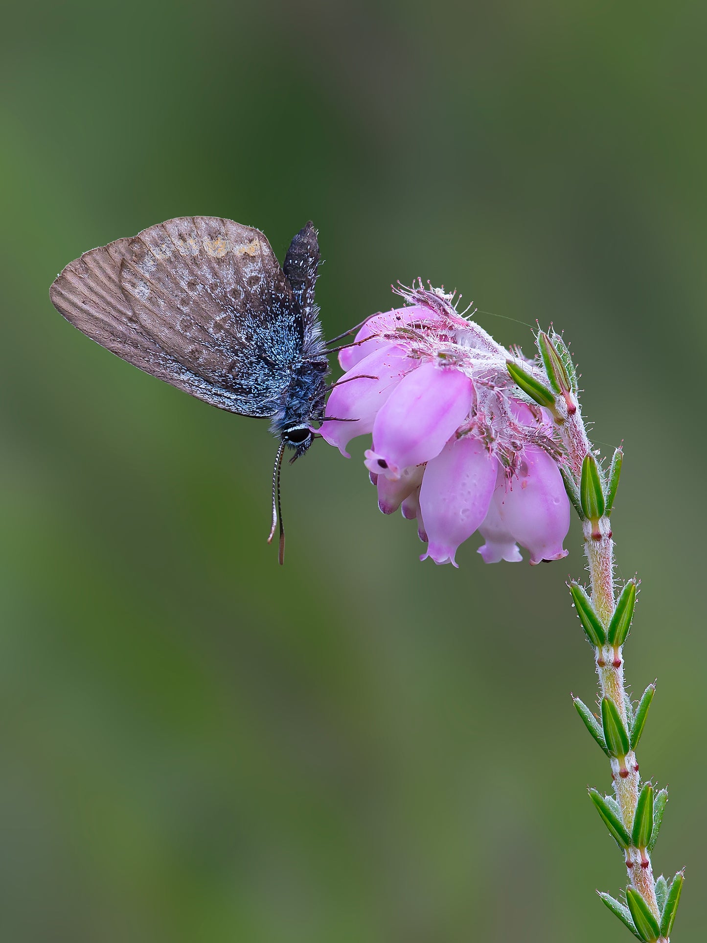 Female Silver-Studded Blue - Photo - Photographer Darron Matthews