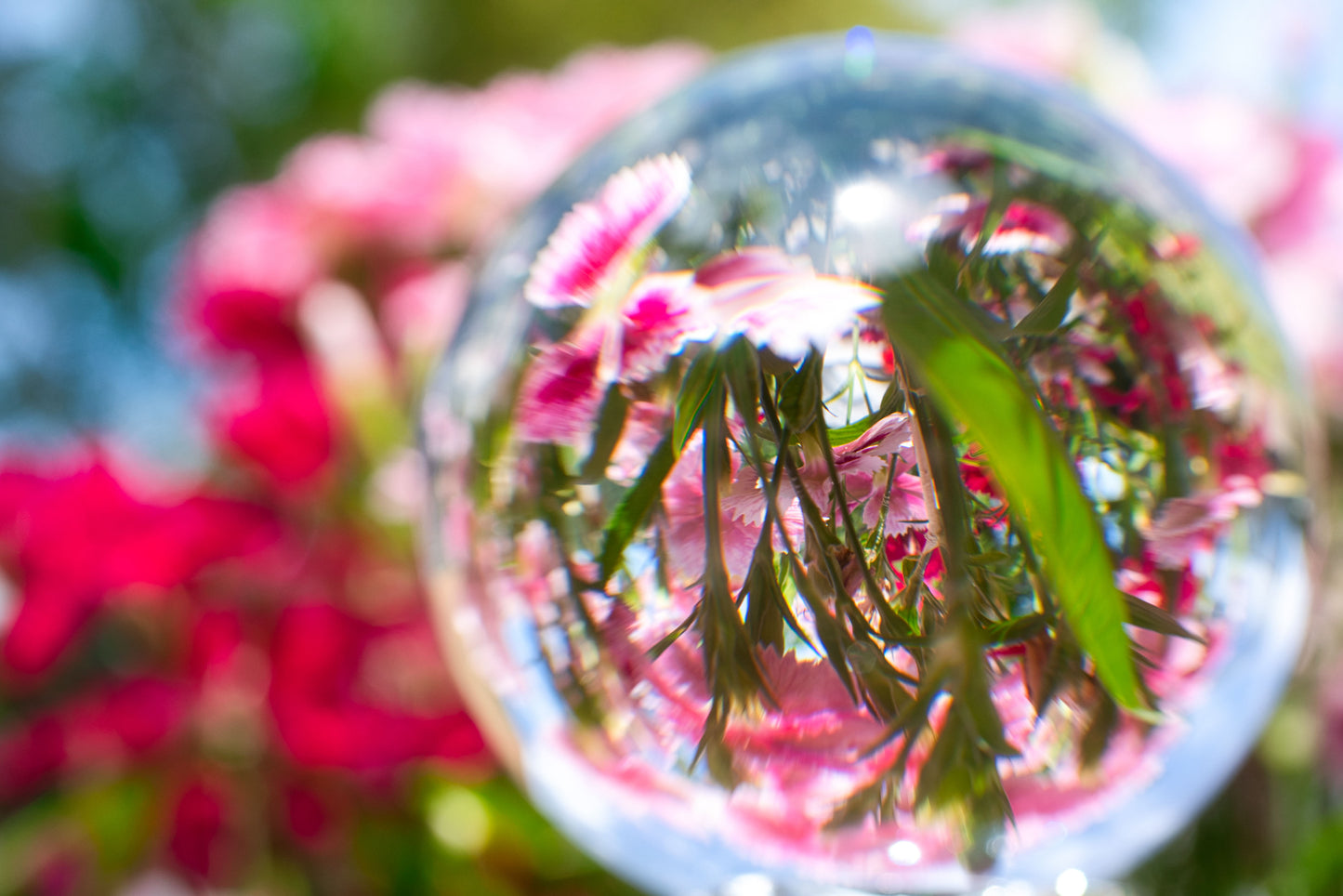 Flowers In Crystal - DSC01483 - Photo - Photographer Martin Fisher
