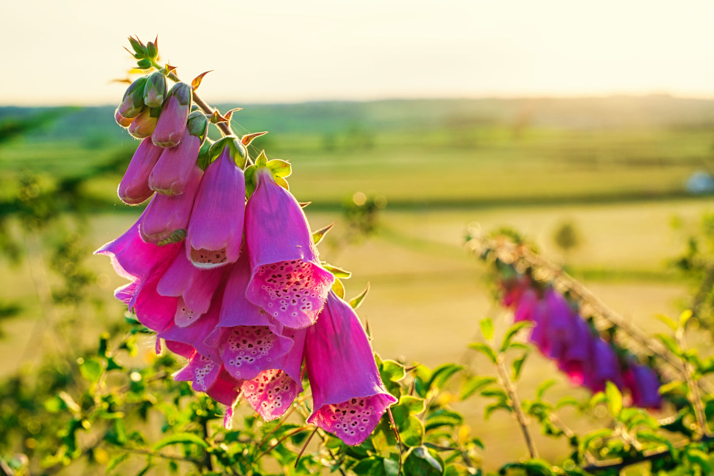 Flowers In The Sunset - DSC02273 - Photo - Photographer Martin Fisher