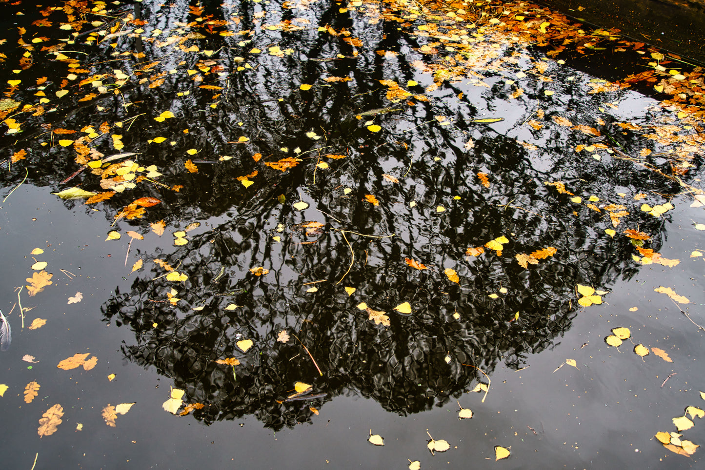 Fradley Junction Canal - Reflection - DSC04996 - Photo - Photographer Martin Fisher