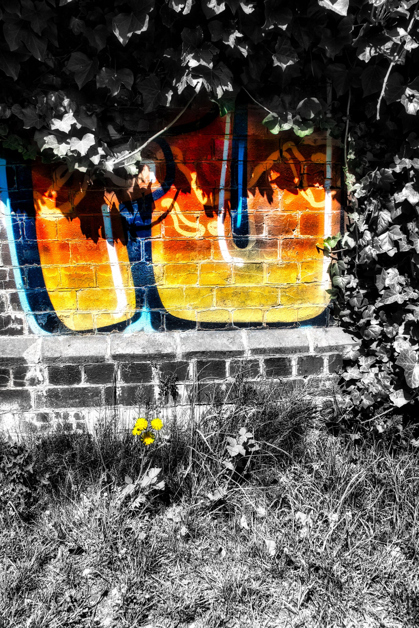 Graffiti & The Flower - Photo - Photographer Martin Fisher