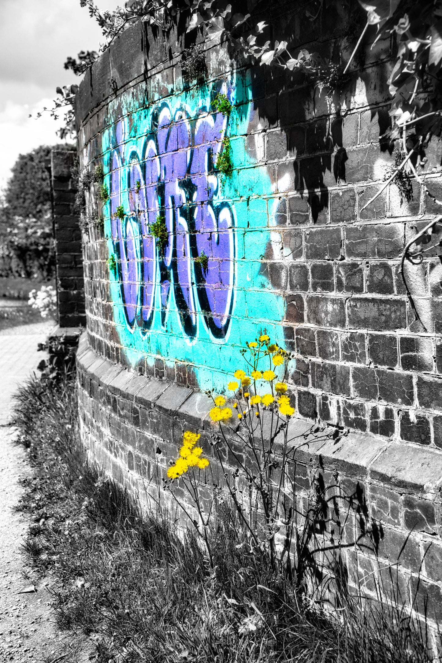 Graffiti & The Flowers - Photo - Photographer Martin Fisher