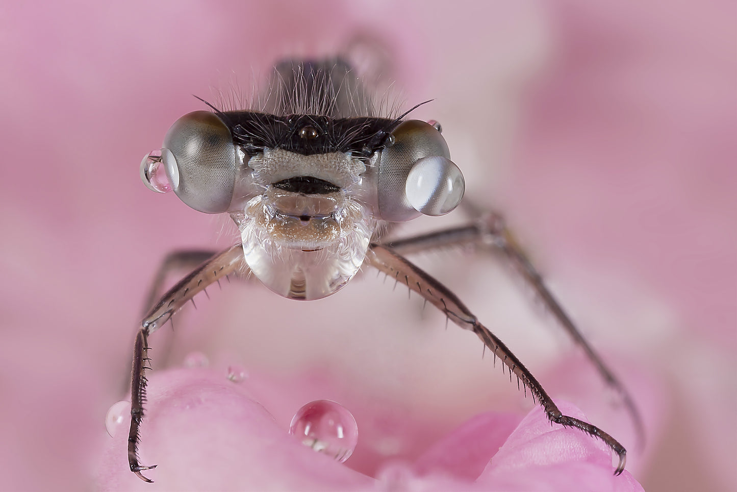 Immature Common Blue Damselfly - Photo - Photographer Darron Matthews