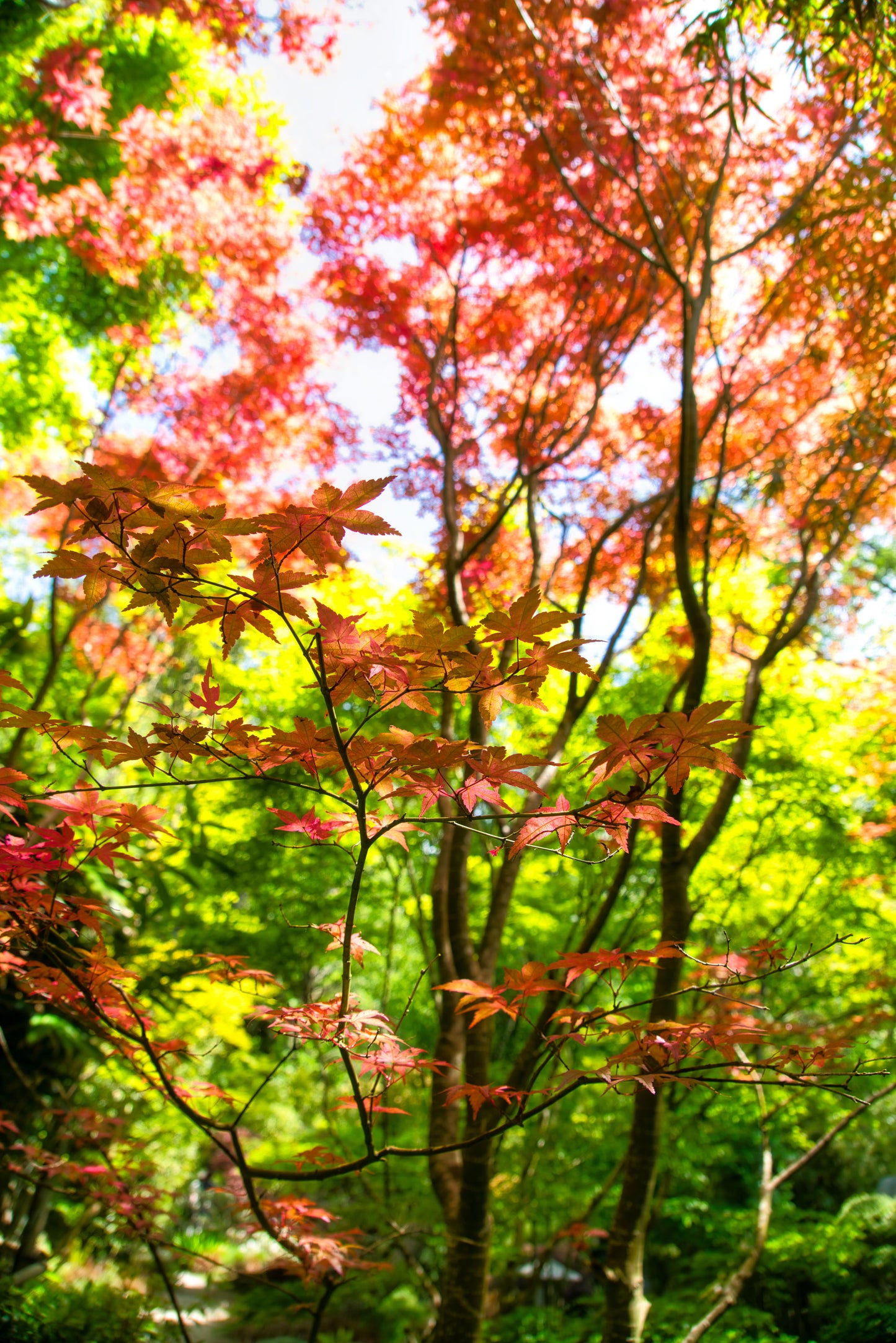 Japanese Garden 6 - DSC00608 - Photo - Photographer Martin Fisher