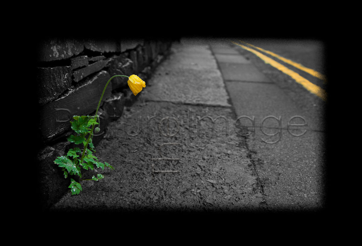 Kerb Crawler - Photo - Photographer Darron Matthews