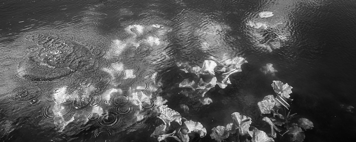 Lilies in Black & White - Photo - Photographer Martin Fisher